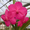 Orquídea jovem Princesa Mikasa